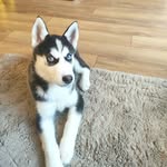 Nicole - @nicole_husky_life - Instagram