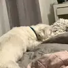 Nicole - @nicolehusky - TikTok