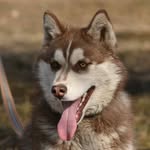 Siberian husky Nicole - @husky_nicole - Instagram