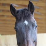 Nicole Englebert Huttar - @jumpinghfarm - Instagram