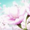 Sarah Nicole Hutton - @diamond_gold1228 - TikTok