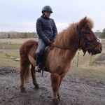 Nicole 💞 "Colle" - @nicole.icelandic.riding - Instagram