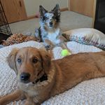 Nicole Iverson - @adventuresofmiaandmolly - Instagram
