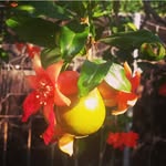 Nicole Jasso - @healthy_mama_22 - Instagram