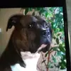 nico - @nicolelapointe54 - TikTok