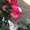 nicolelarge900 - @nicolelarge4 - TikTok