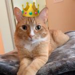 Vincent - @vincentnicolelongfellow - Instagram