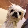nicolelujan144 - @nicolelujan143 - TikTok