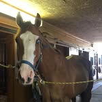 Nicole Cleary - @nicole.luke.eq - Instagram