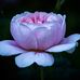 Nicole Malone - Facebook