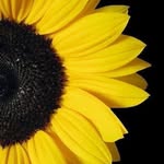 Nicole McComas - @homeschoolhippiemom - Instagram