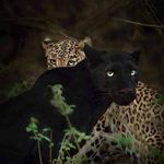 Nicole McCrary Whitaker - @coco_papabeinghuman - Instagram