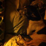 Nicole McCrary Whitaker - @caseythedog10 - Instagram