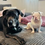 Nicole Meßner - @popsmopsnr1 - Instagram
