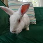Nicole Claire Redman - @allherbivoresallthetime - Instagram