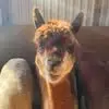 Nicole Ritz - @nicole.ritz5 - TikTok