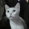 Nicole - @nicole.roca - TikTok