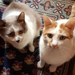 Nicole Roussel - @poupette348890 - Instagram