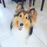 nicole shiba scheer - @nicoleshibascheer - Instagram