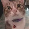 klarizanicoleesemple - @klarizanicoleesemple - TikTok