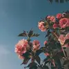 nicoleseter - @nicoleseter - TikTok