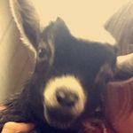 Brianna Nicole Settles - @bree.loves.you.2 - Instagram