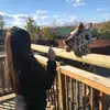 nicolesheary - @nsheary - TikTok
