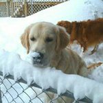 Nicole Snively - @snivelynicole - Instagram