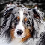 Nicole Grant - @nicole.soniapup - Instagram
