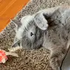 Frau Niggi - @nicolesorgenfrei7 - TikTok