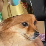 Dog Isabella-Nicole - @isabella_nicole_spitz - Instagram