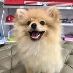 Nicole Pestana Spitz - @nicolepestanaspitz - Instagram