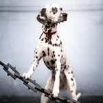 Nicole Rossi-Spitz - @rossispitz - Instagram