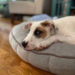 Nicole Starace - @bailey_cattlelab - Instagram