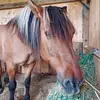 nicolestreck985 - @nicolestreck985 - TikTok