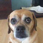 beans nicole strohl - @phat.beans - Instagram