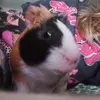 Nicole Rieswick Hessel - @nicole.rieswick.h - TikTok