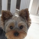 Sylvain Nicole - @sylvain.nicole.56 - Instagram