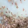 Nicole Tracey - @nicole.tracey2 - TikTok