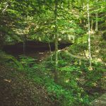 Nicole Waldron - @foundfromtheforest - Instagram