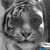 Nicole_Watterson - @nicole_watterson - TikTok