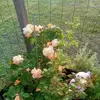 nicolewidemann - @nicolewidemann - TikTok