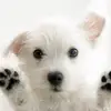 nicolewolfson79 - @nicolewolfson79 - TikTok