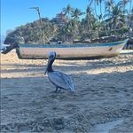 Nicole Worrell-Nicholas - @nicthedolphin - Instagram