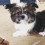 Wilene Nicolette - @wilmer_mateo - Instagram