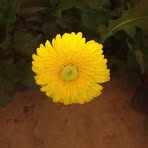 Nidhi Das - Facebook