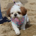 ❄Nieve Godoy Castro❄ - @nieve_shih.tzu - Instagram