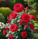 Nieves Moreno - Facebook