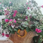 Nieves Serra - Facebook