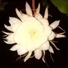 NIEVES SERRA - @nieves.serra - TikTok